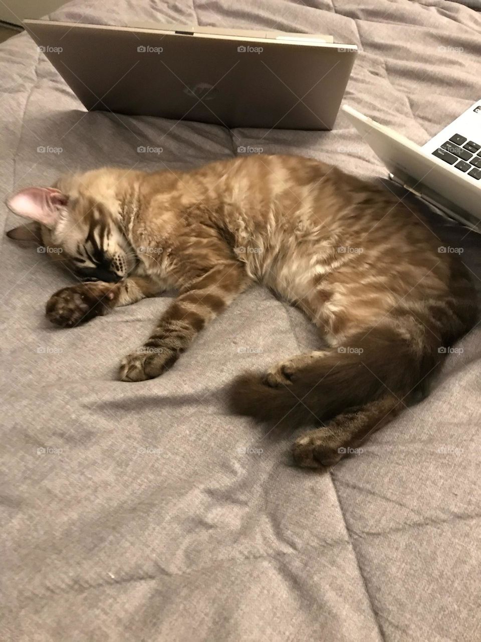 Cashmere Snow Bengal 