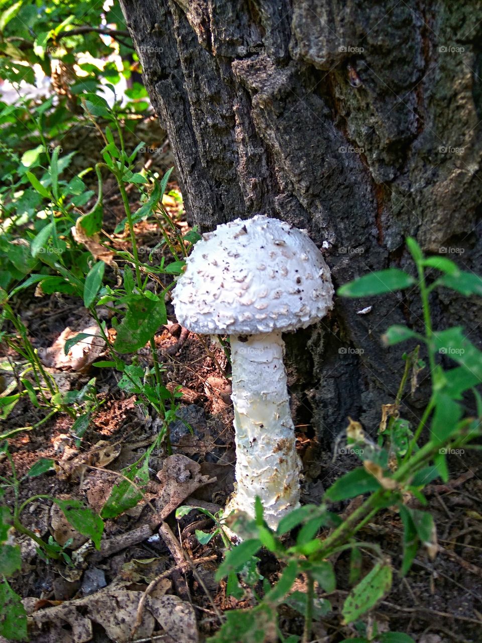Poisonous mushroom