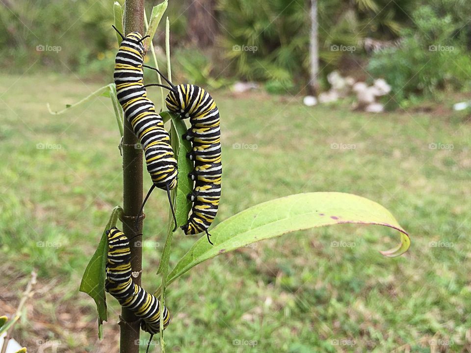 Three Monarch Caterpillars sharing Milkweed preparing for the metamorphosis into a Beautiful Butterfly.