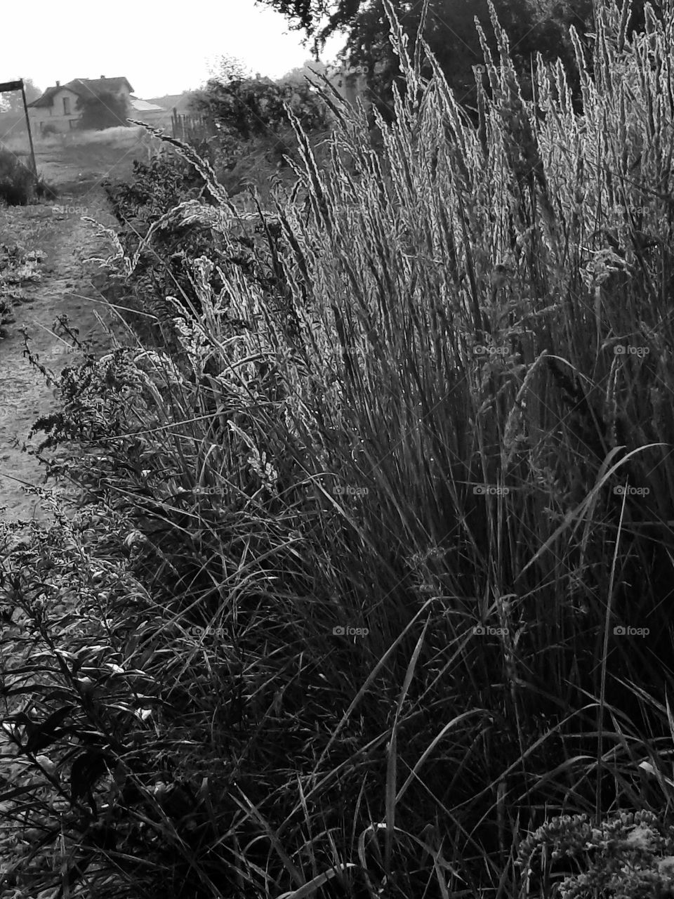 countryside road leasing to fields