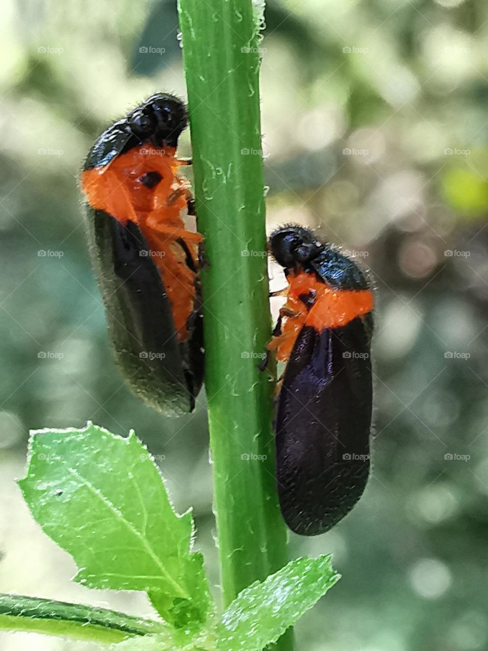 Phymatostetha deschampsi is a brightly coloured black and blue Spittlebug (Cercopidae) usually found on banana plants in South India.