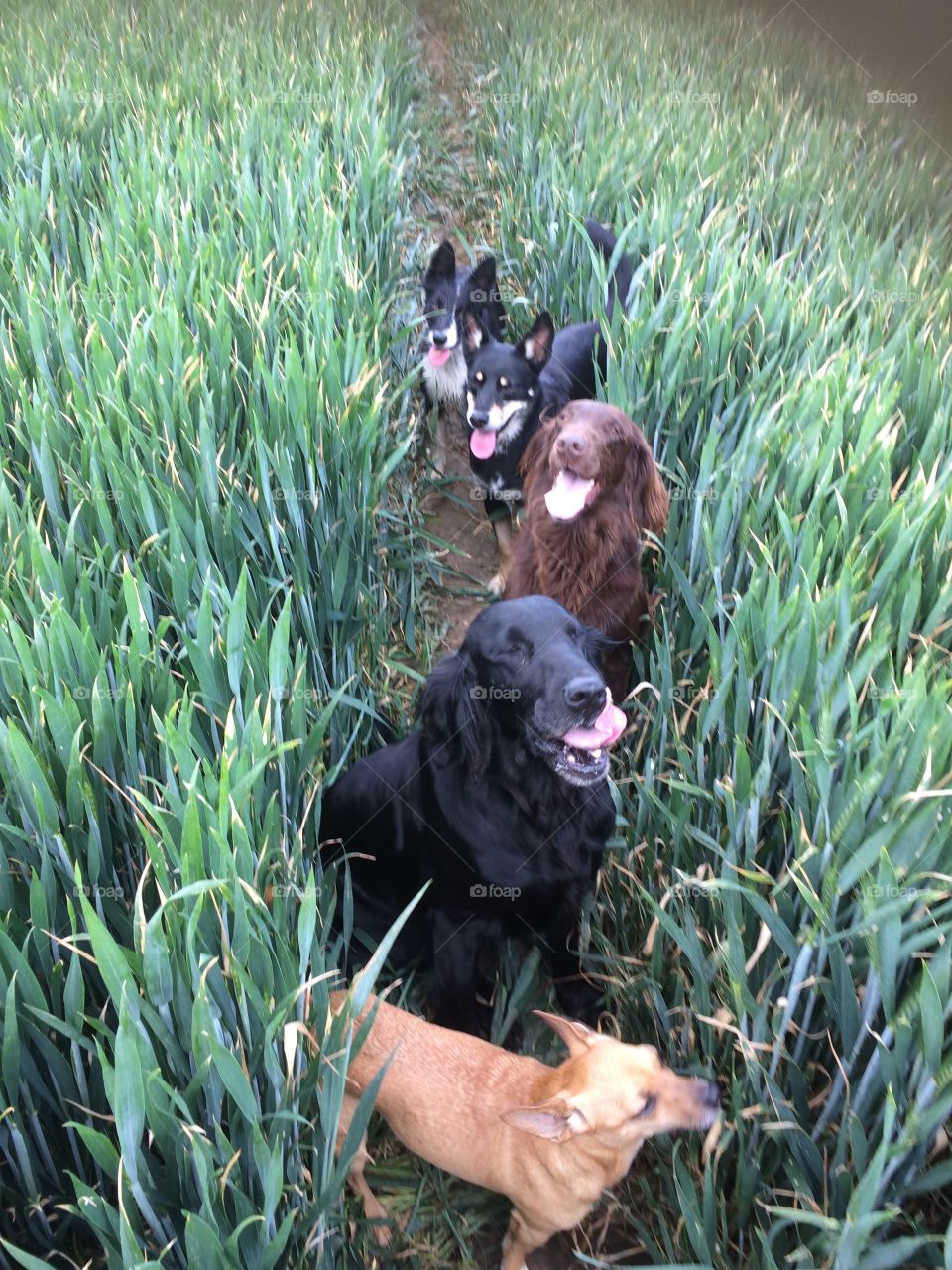 Dogs lined up in a tractor tread. Wheat either side