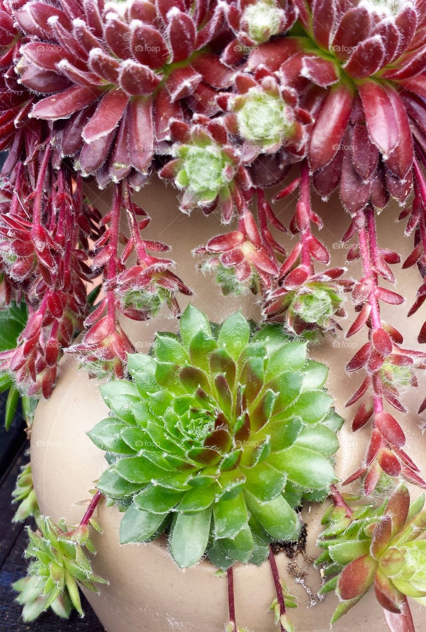 Flowers. Hens & Chicks