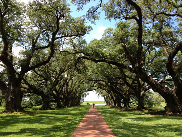 green nature trees oak by kumi