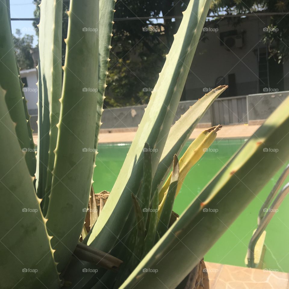 Babosa Aloe Vera, verde, sol, e muito calor. 
