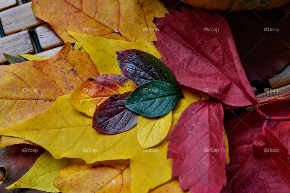 colorful autumn leaves