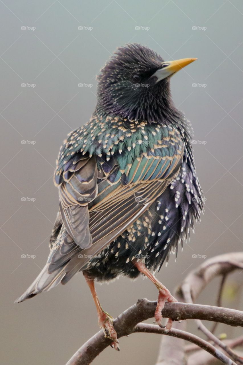 Starling