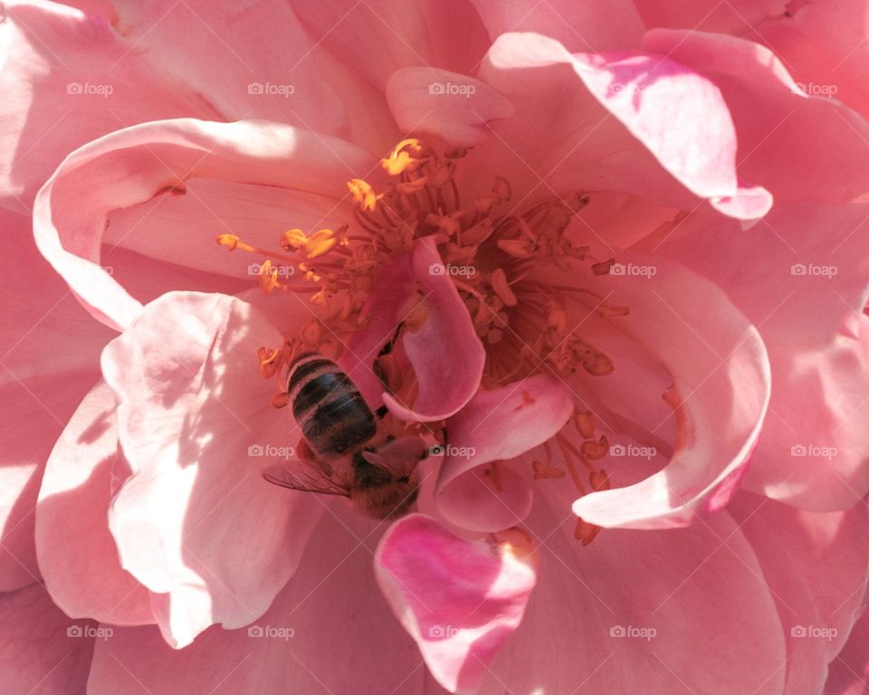 bee  collects pollen from a pink rose