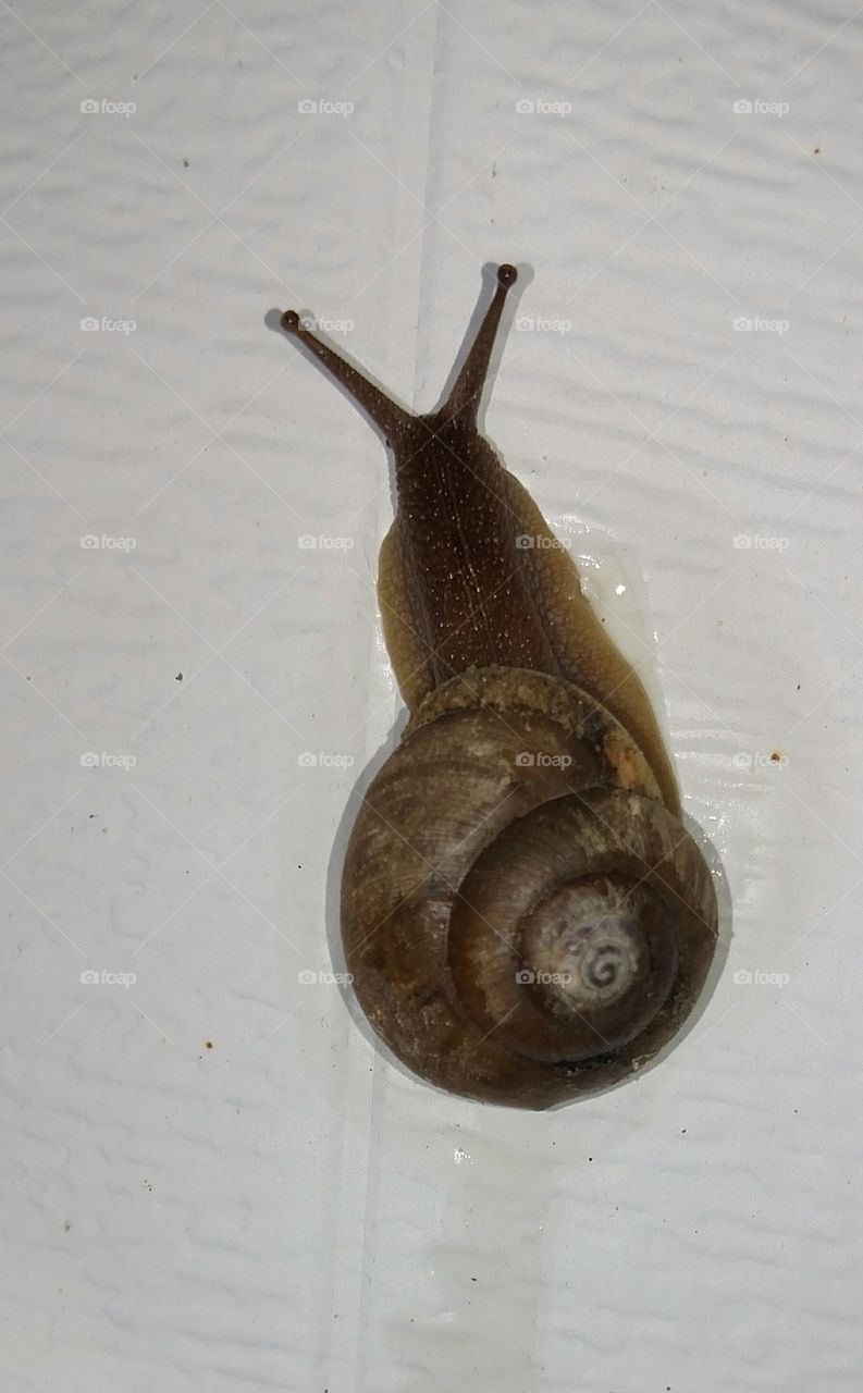 Snail #foapaprilyow