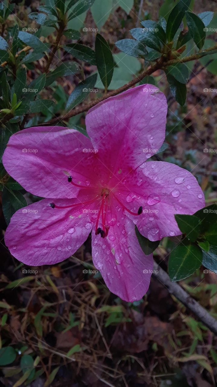 pretty pink