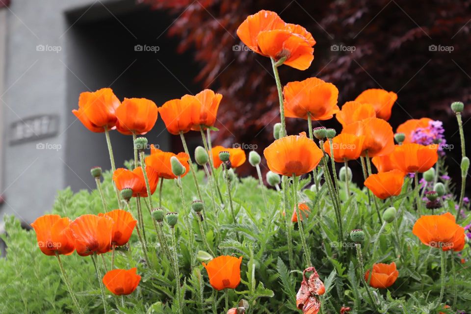 Poppy flowers 