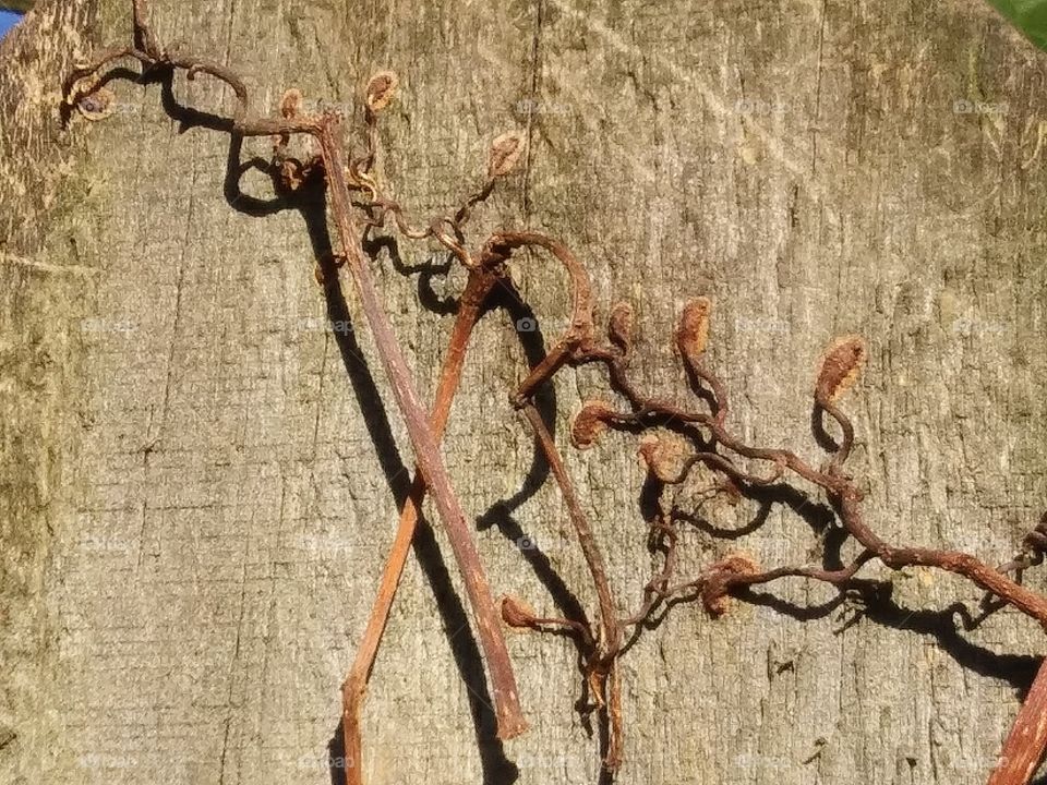 evidence of a vine