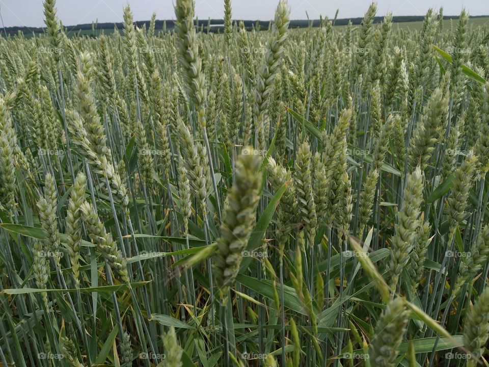 green wheat