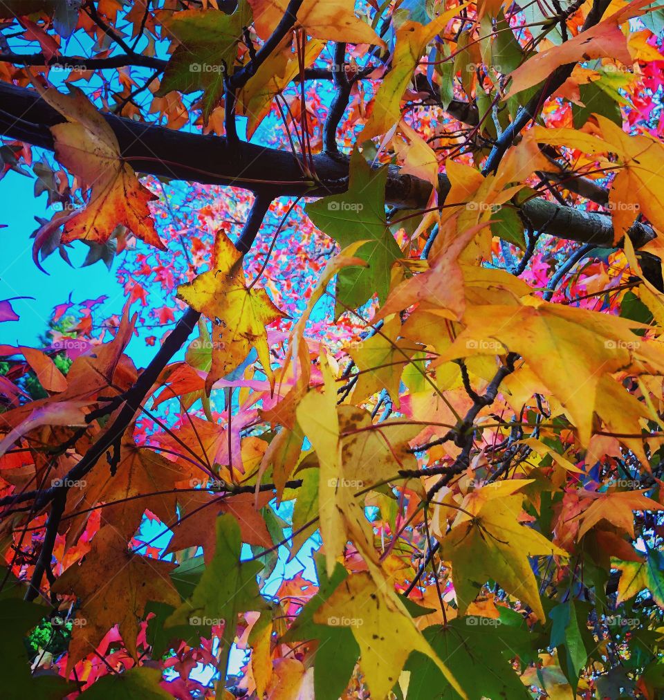 Leaves in the fall autumn leaves 