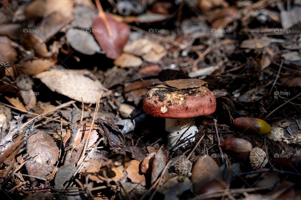 Small red mushroom under foliage