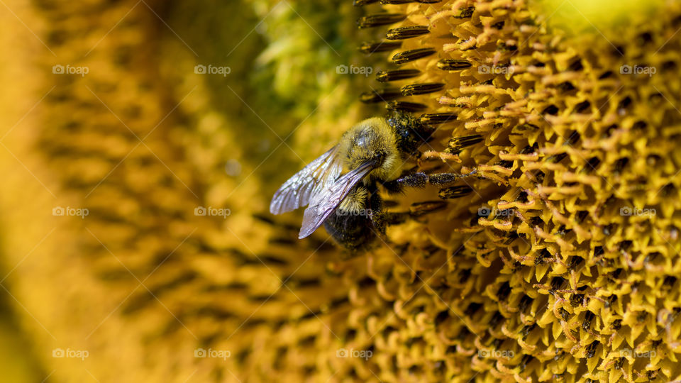 Macro of bee on flower