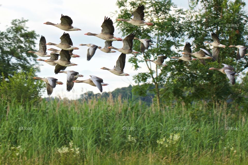 Goose flying over the grassy field