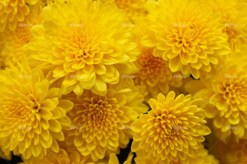 Close up of a beautiful yellow Chrysanthemums flowers.  Autumn flowers