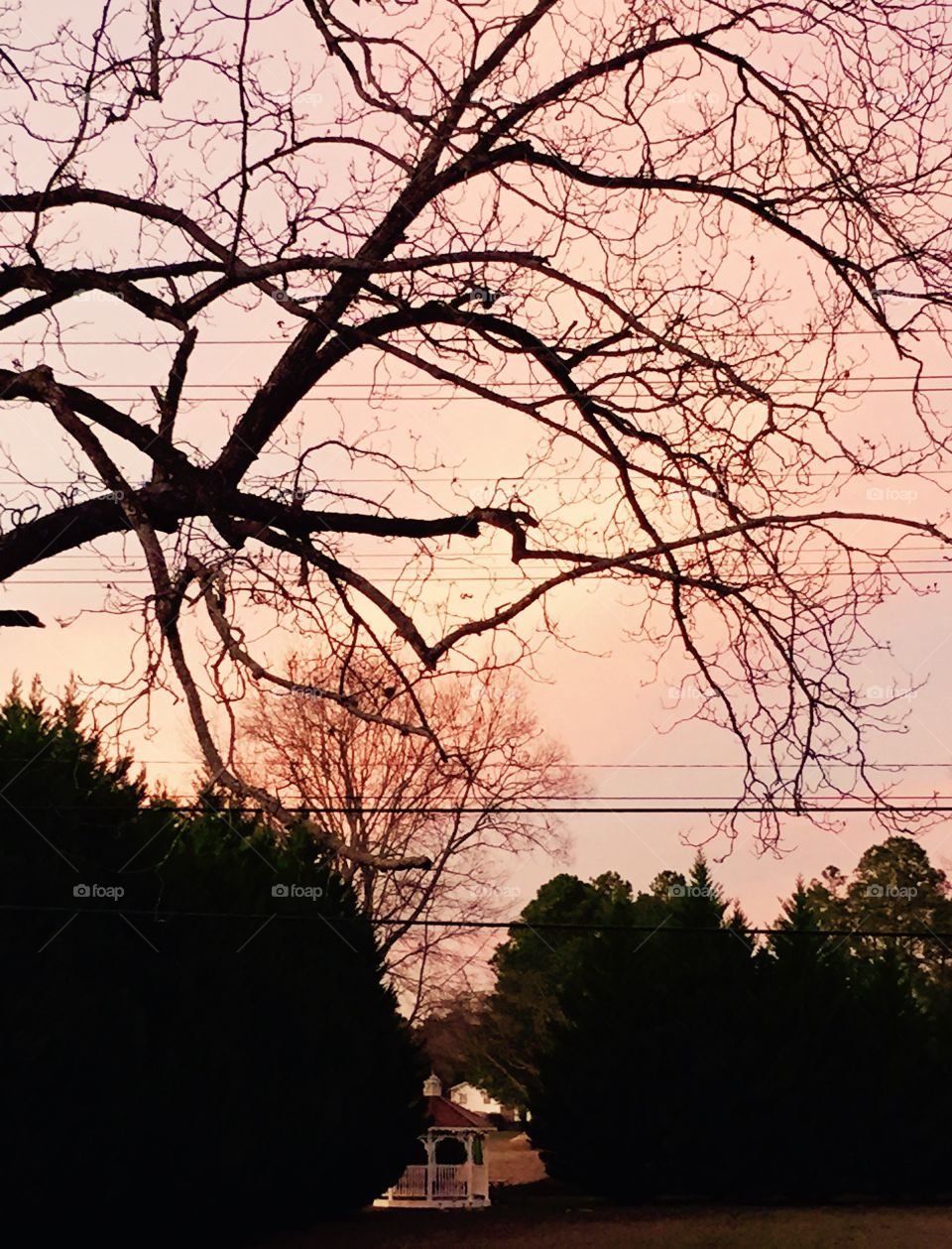 A beautiful light pink sunset with a tree and many branches and gazebo in distance.