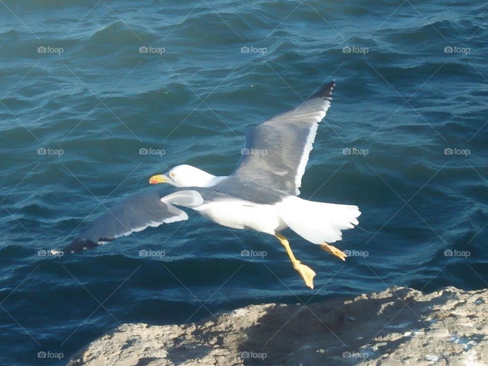 Beautiful flying seagull cross the sky ag essaouira city in morocco.