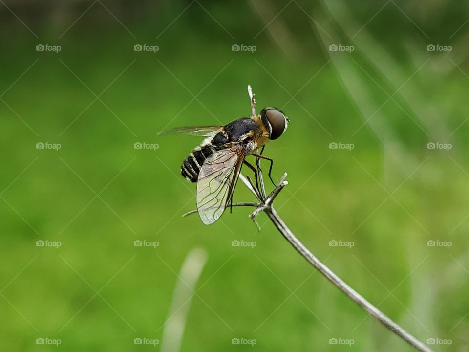 Diptera Bombyliidae Villa Bee fly