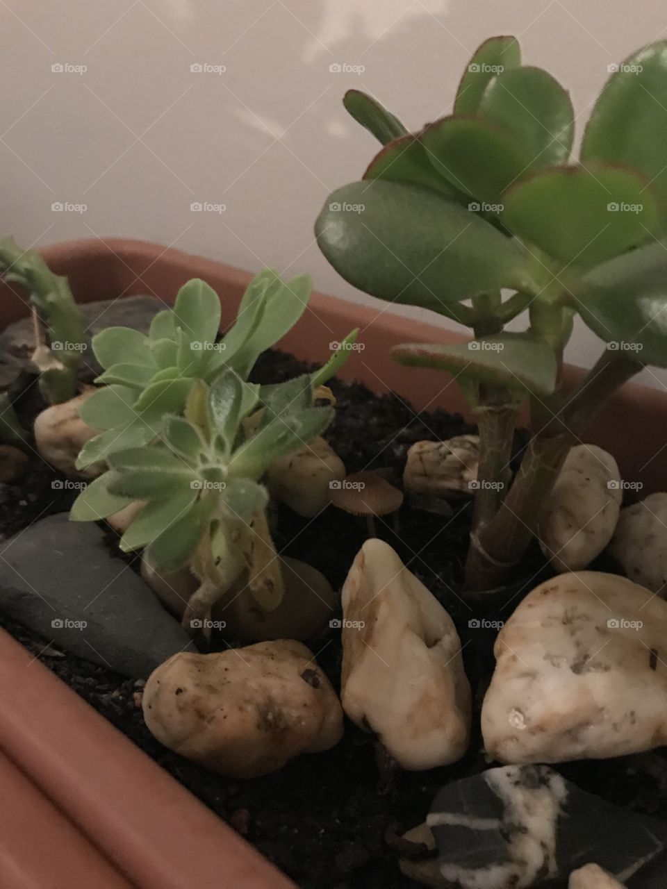 Suculentas vs cogumelos 