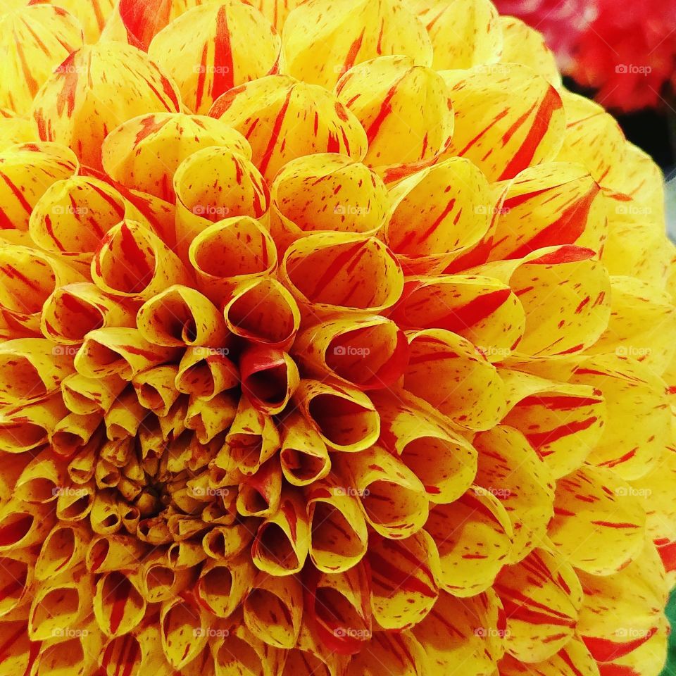 Incredible red and yellow flower. Flower porn