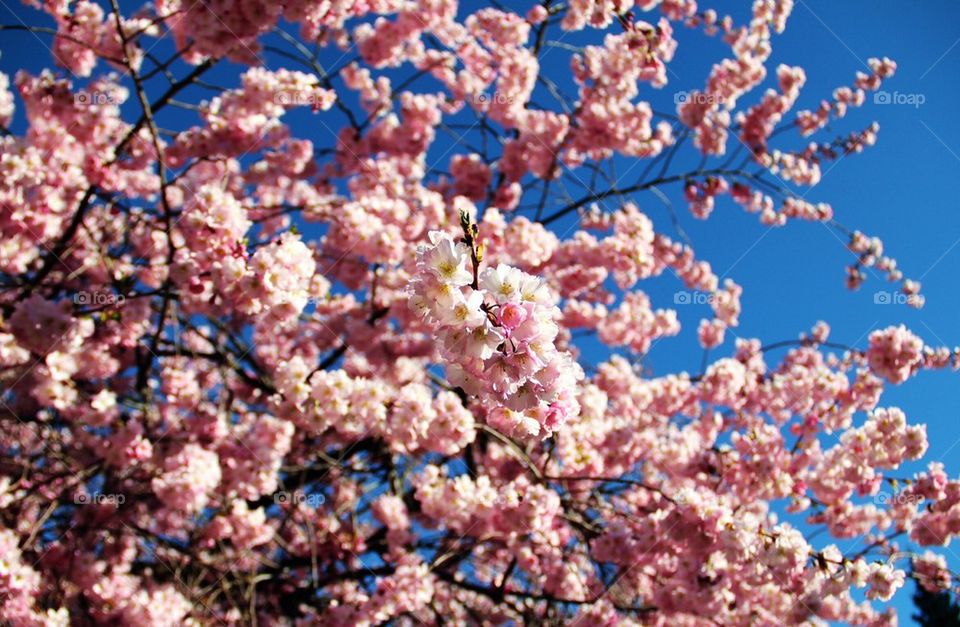 Flowers Blooming on twig