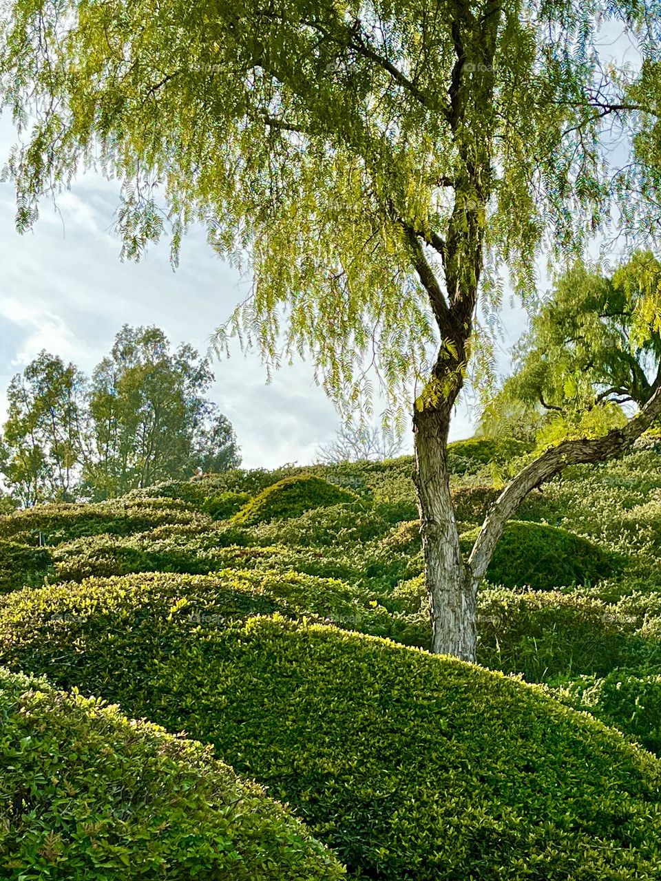 Green Landscaping and Trees