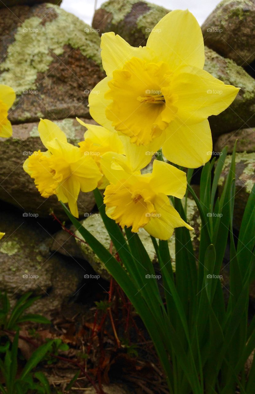 Yellow . Daffodils in my front yard 