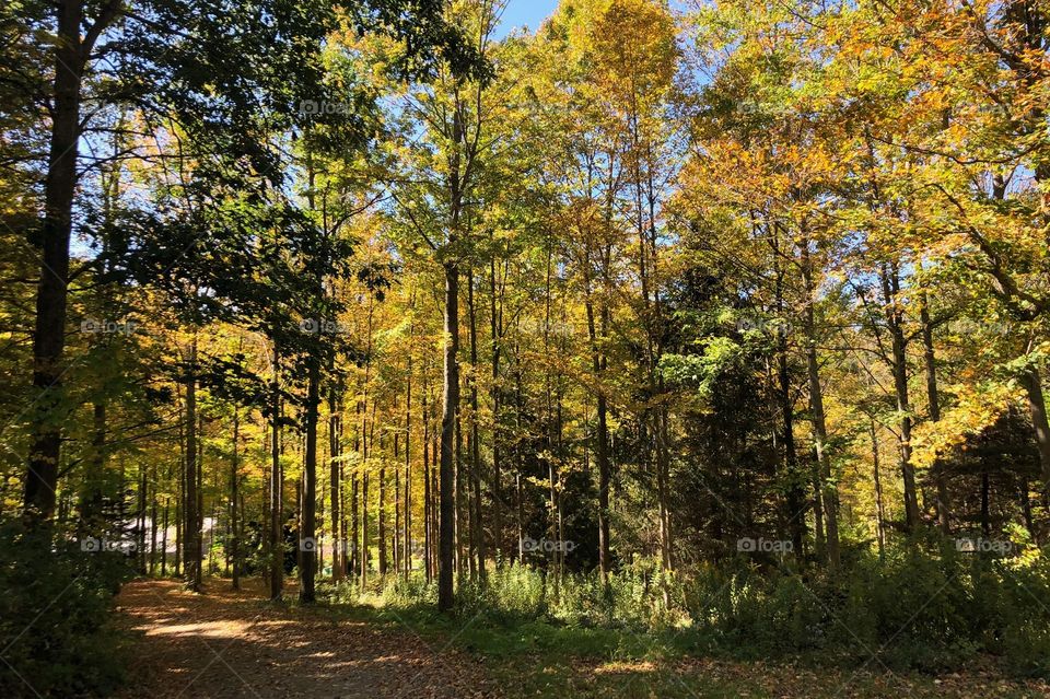 Wood, Fall, Leaf, No Person, Nature