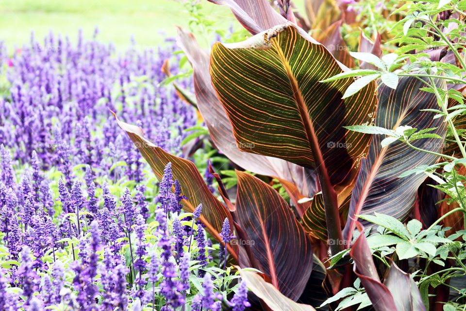 Beautiful purple flowers and a bright plant with large leaves