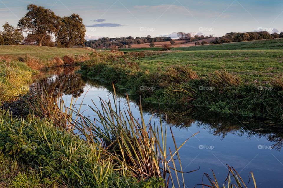 Reflection of trees and grasses on lake