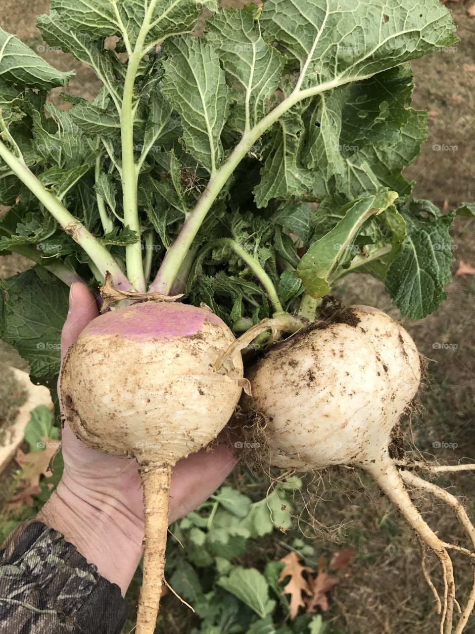 Purple top turnips 
