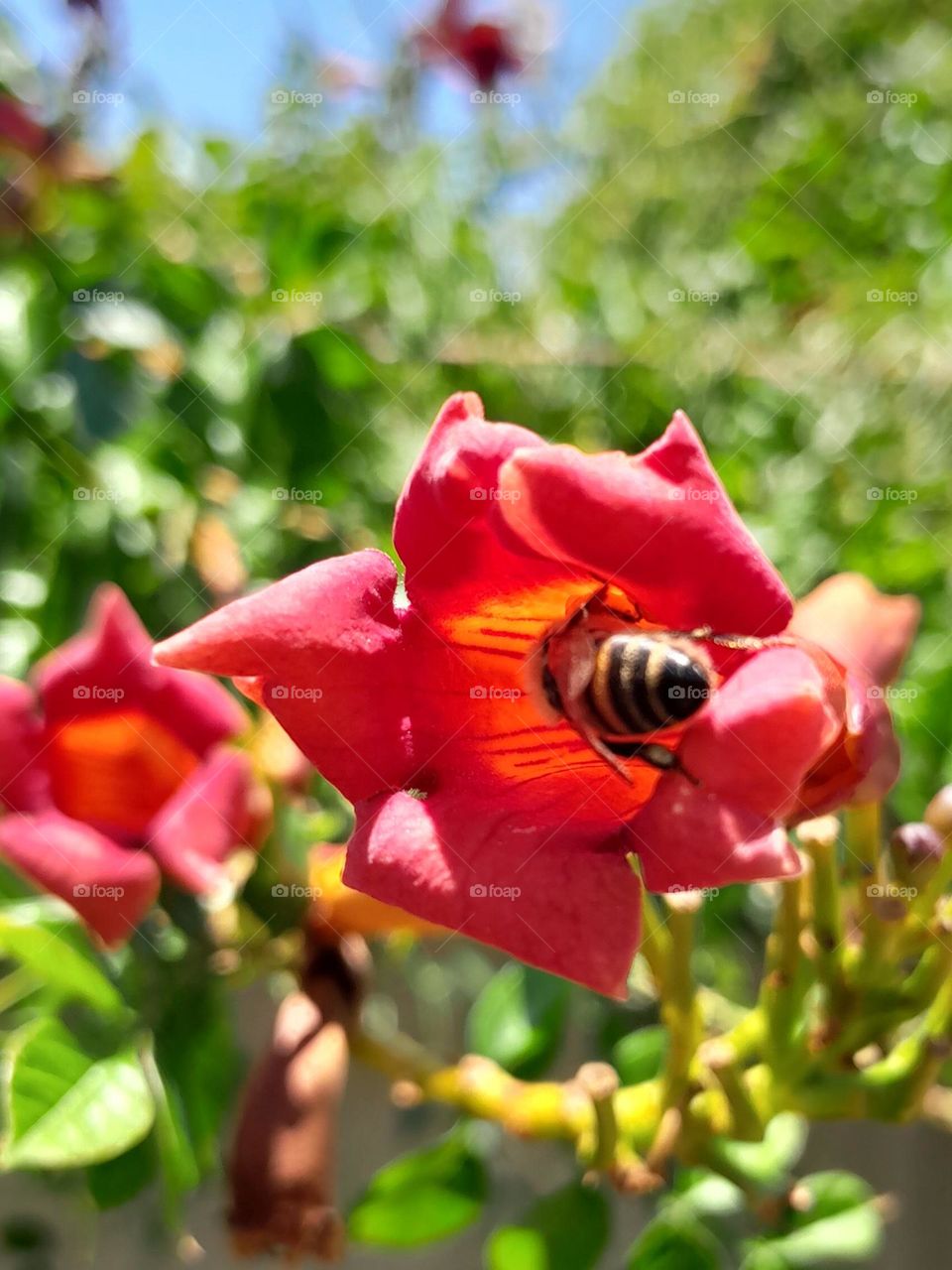 a honey bee, reaching into a long tubelike flower, gathering under the hot summer sun.