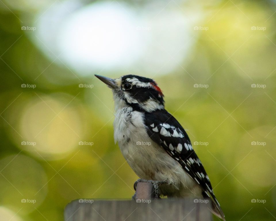 Downy Woodpecker perched on a old plant hanger 
