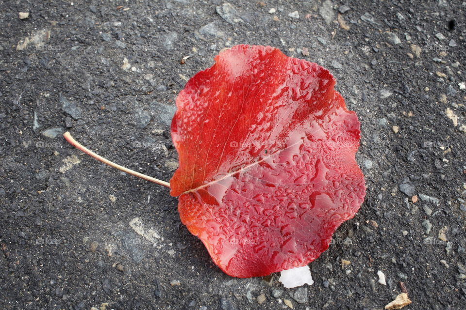 Red Leaf in the morning dew