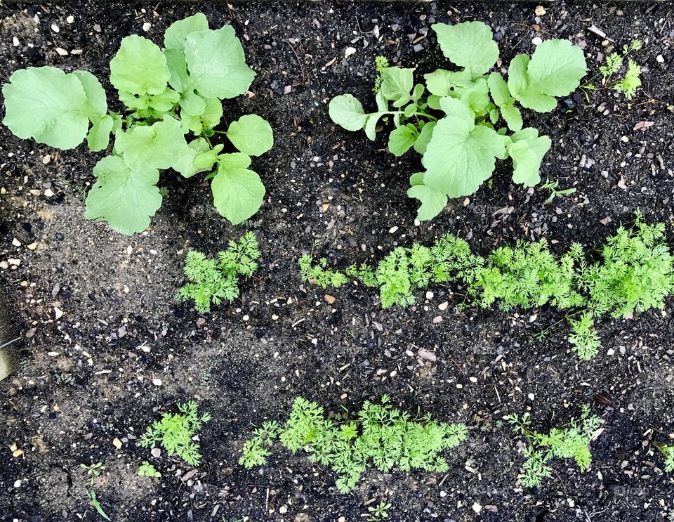 Growing Vegetables & Herbs