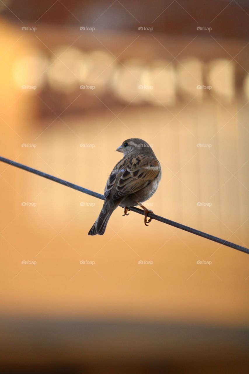 I would call him Birdy. Isn’t he so small and cute at the same time ?