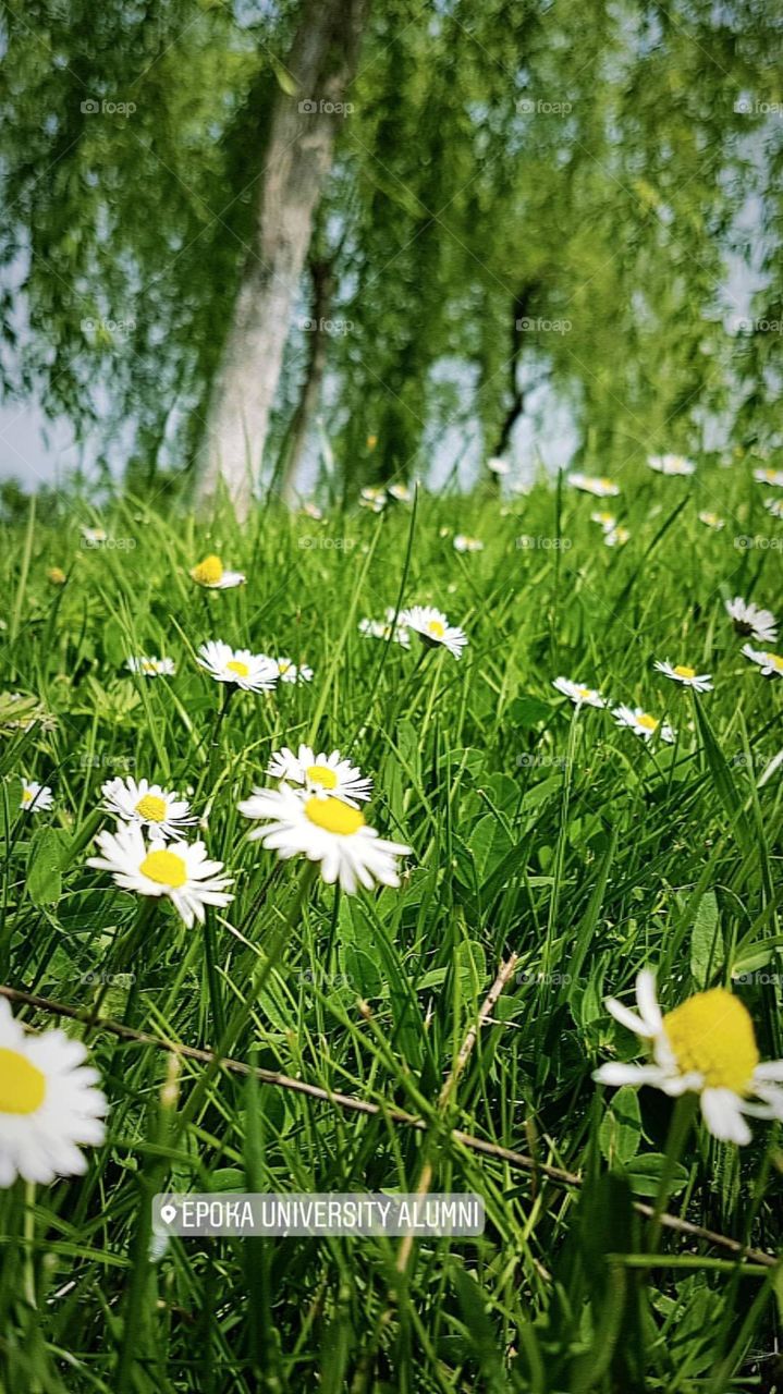 Hey there Beautiful Daisies