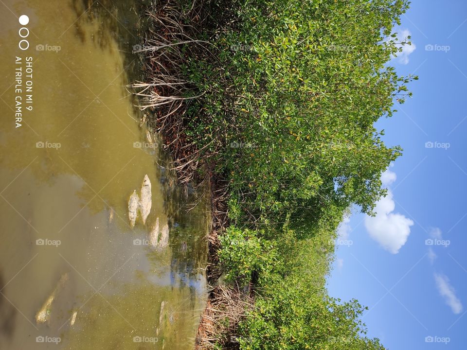 Mangrove 
