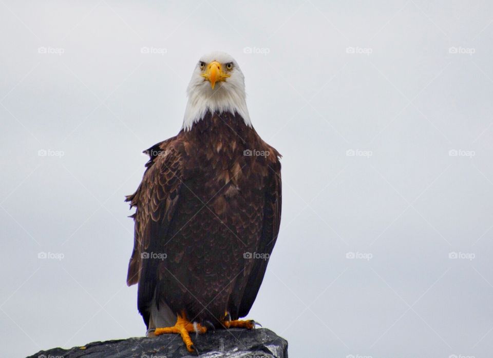 Bald eagle