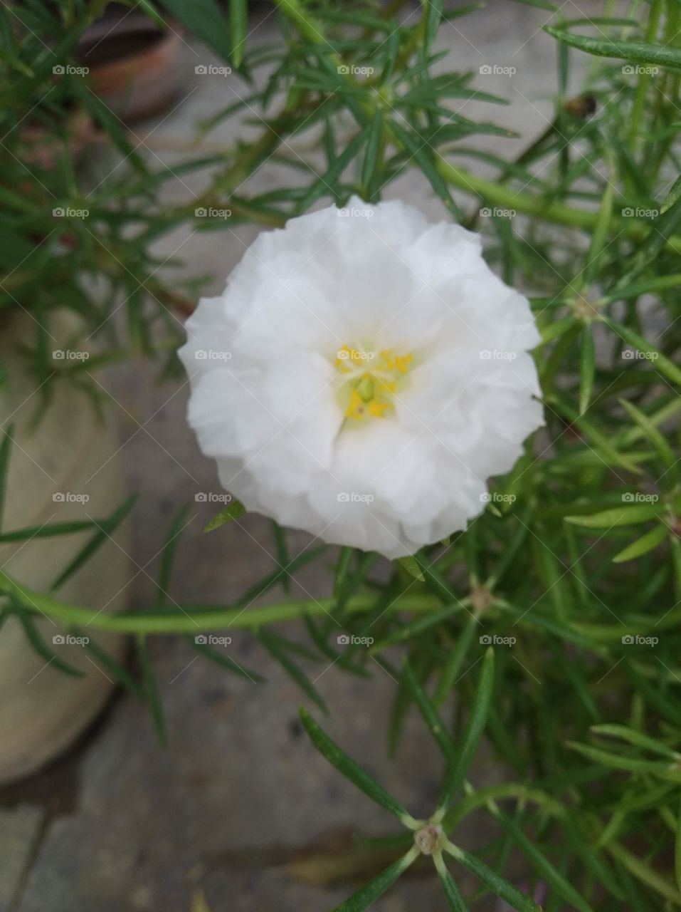 white flower seasonal fresh shurb small size looks very beautiful generally found everywhere seasonal
