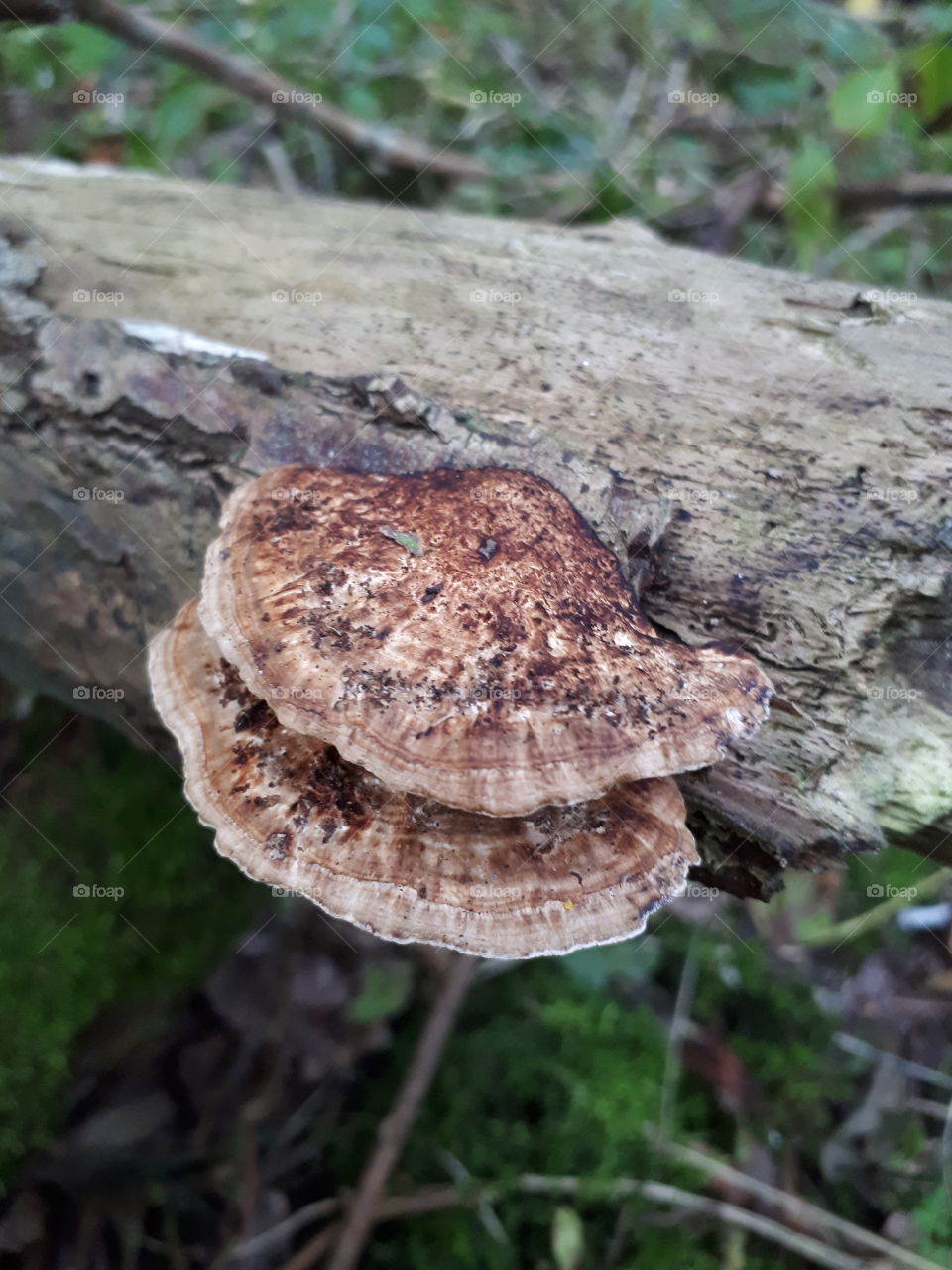 Bracket Fungi