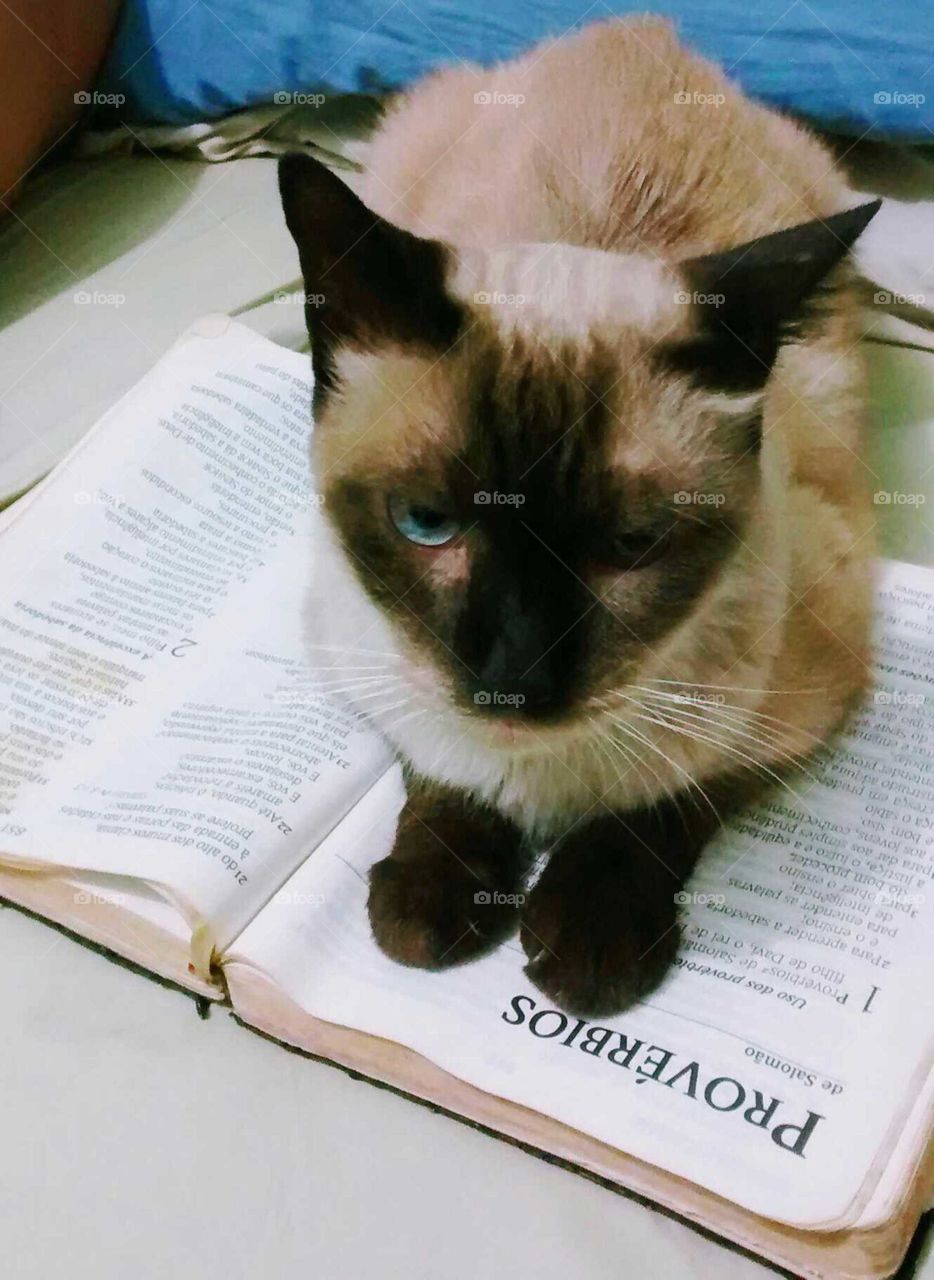 Religious Cat