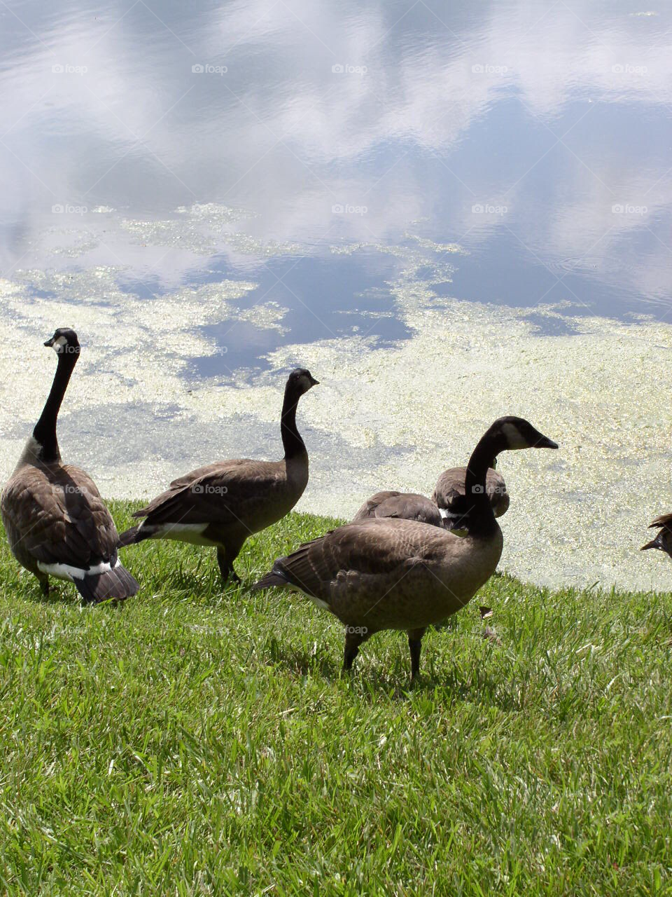 Ducks and more ducks