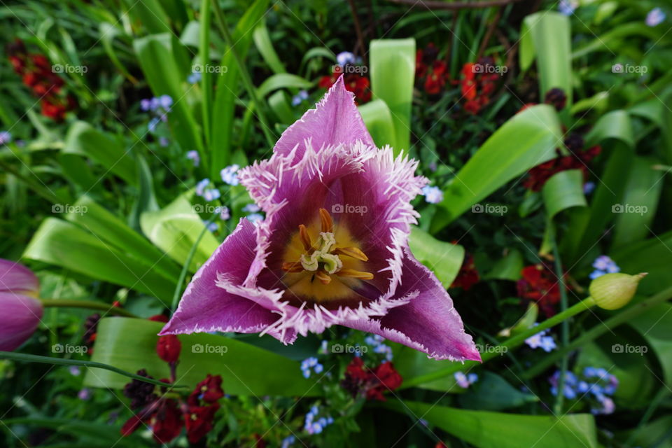 Tulip Portrait 