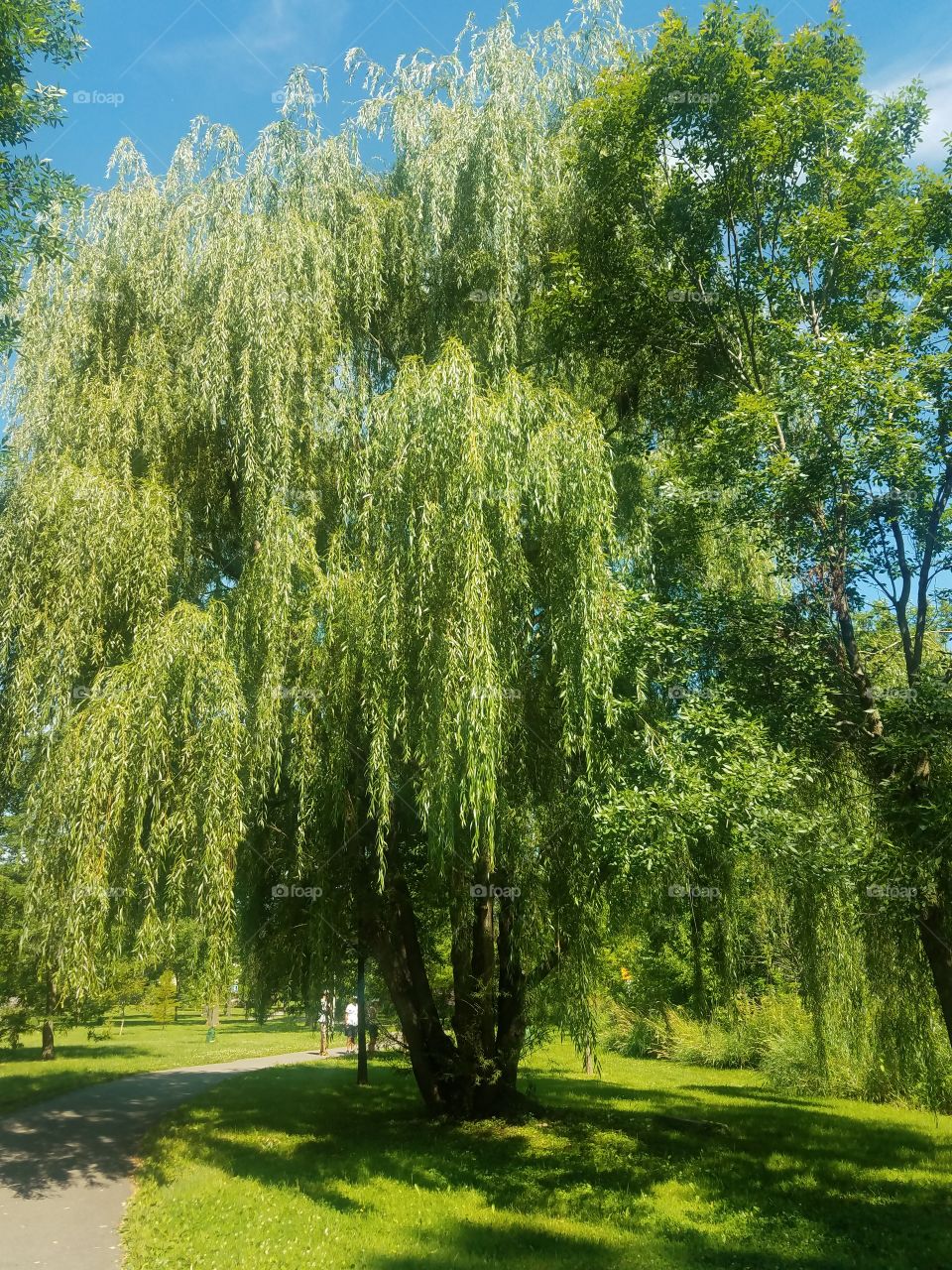 weeping willow