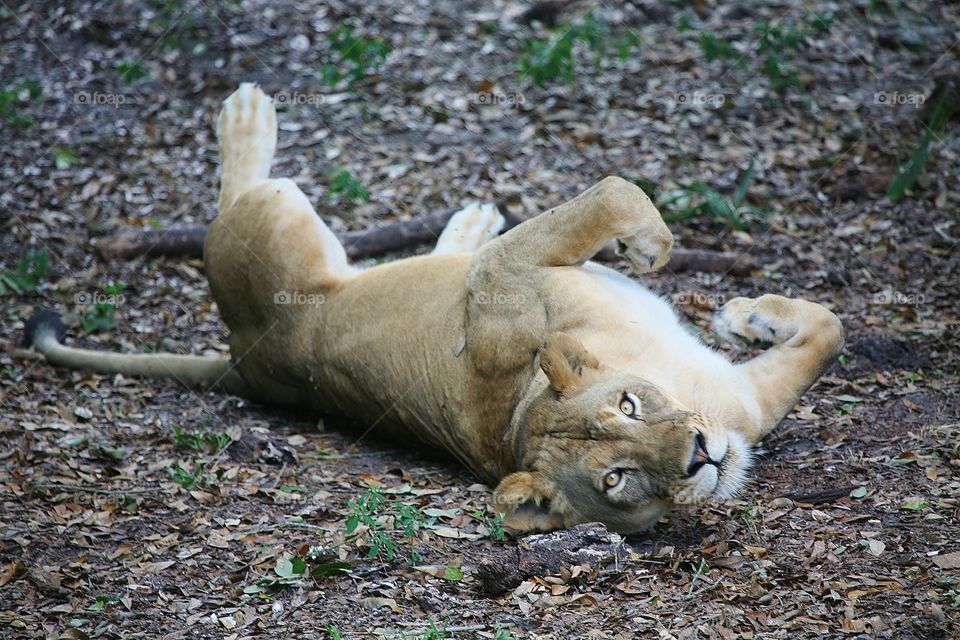 Lioness. This mama lion decided to roll around playfully like my 3 house cats! Looking at me... Daring me to pet her!