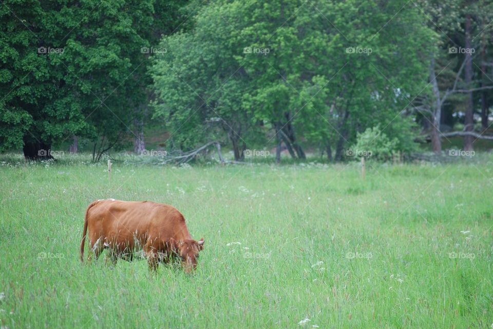 Pasture